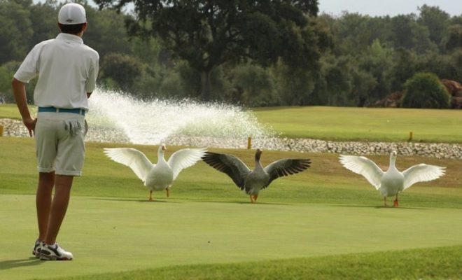 Lauro Golf (2)